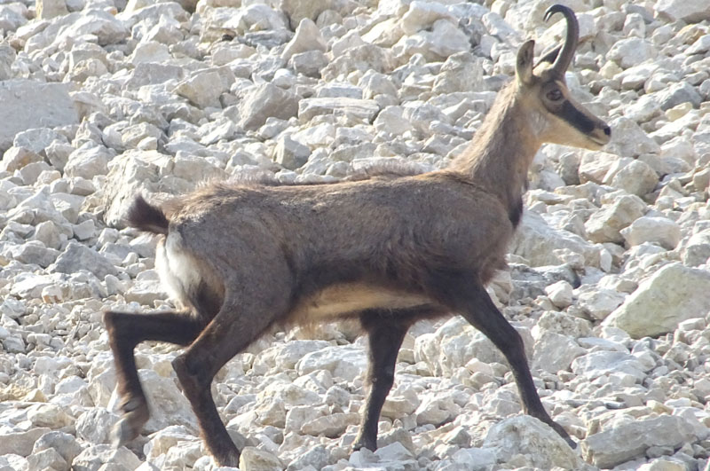 Rupicapra rupicapra.....dal Trentino Alto Adige